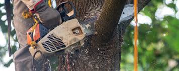 Trusted Harveys Lake, PA Tree Care Experts
